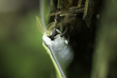 Close-up of insect on leaf