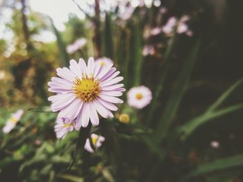 Close-up of purple daisy flower blooming outdoors
