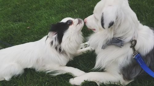 View of two dogs on field