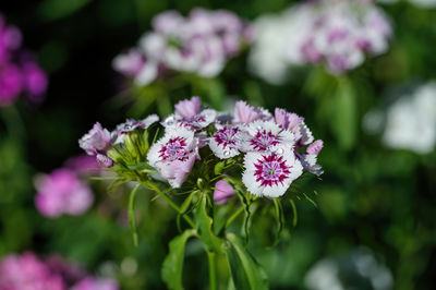 Close-up of purple flowering plant