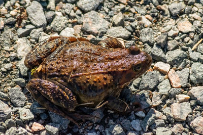High angle view of crab on rock