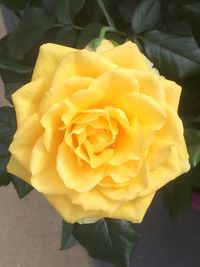 Close-up of yellow rose