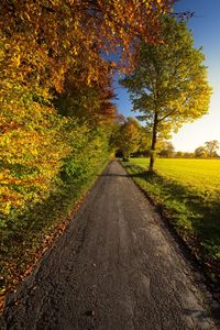 Road amidst trees during autumn