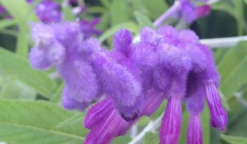 Close-up of purple flowers