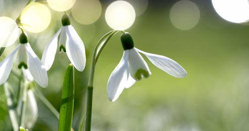 Close-up of white flowering plants