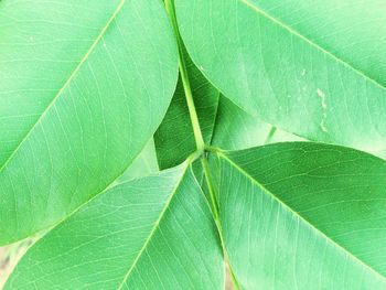 Macro shot of green leaf