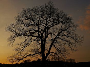 Low angle view of silhouette bare tree against sky