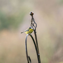 Close-up of a bird perching on a metal