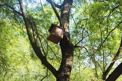 Low angle view of lizard on tree in forest