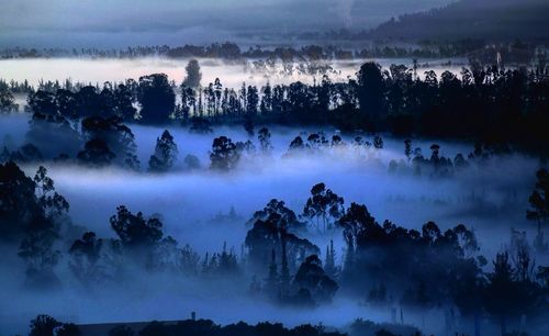 Panoramic shot of trees on landscape against sky