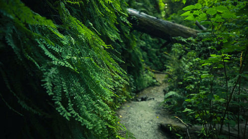 High angle view of trees