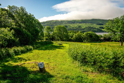 Scenic view of field against sky