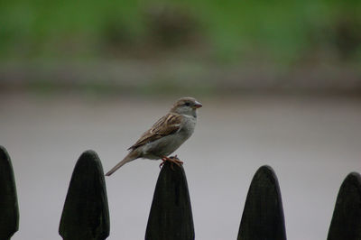 Close-up of bird perching outdoors