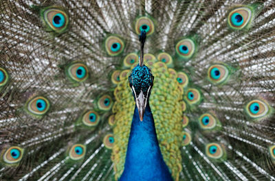 Close-up portrait of peacock