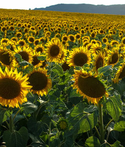 Sunflowers in field