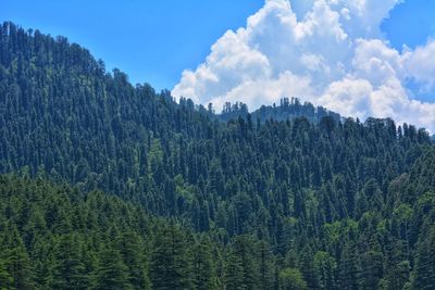 Panoramic view of pine trees against sky