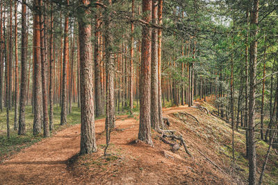 Trees in forest