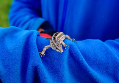 Lizard sitting on hand on blue jacket.