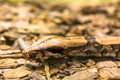 Close-up of butterfly on land