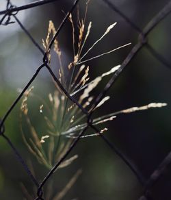 Close-up of plant growing outdoors