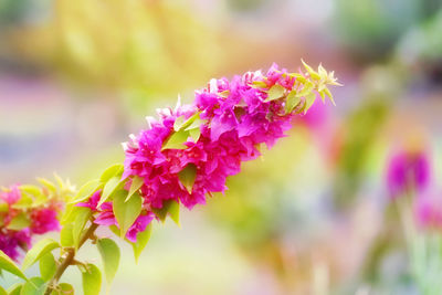 Close-up of pink flowers blooming outdoors