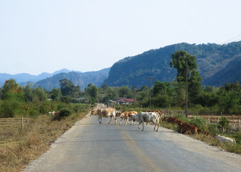 Cows crossing road in town against mountains