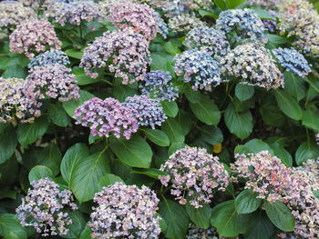 Close-up of purple hydrangea flowers