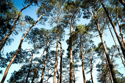 Low angle view of trees against sky