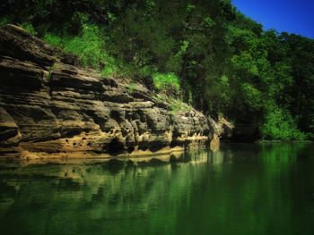 Scenic view of lake in forest