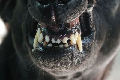 Close-up of a dog