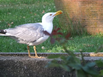 Seagull perching on a field