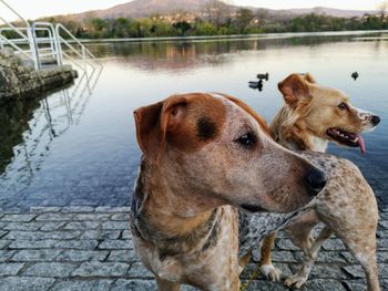 View of a dog on the lake