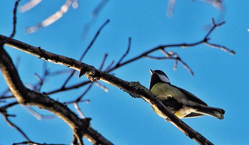 Low angle view of bird perching on tree against blue sky