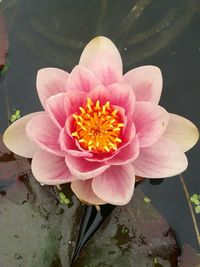 Close-up of pink flower