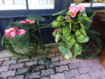 Flowers growing on footpath