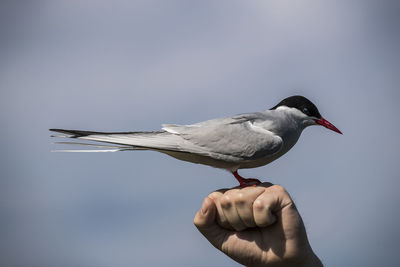 Arctic tern perching on human fist