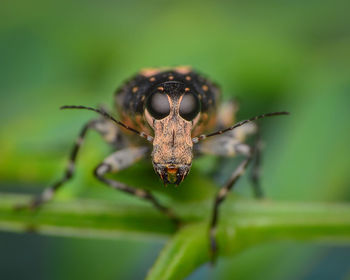 Close-up of insect on leaf