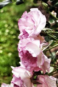 Close-up of pink flowers