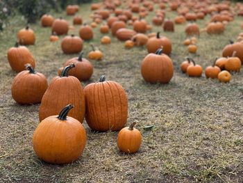 Close-up of pumpkins on field