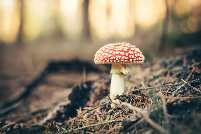 Fly agaric mushroom growing on field