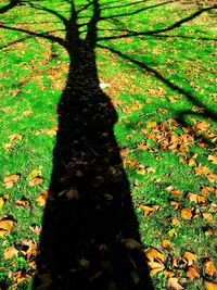 Trees growing in park