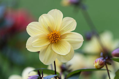 Close up of a yellow dahlia flower in bloom.