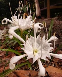 Close-up of white flower