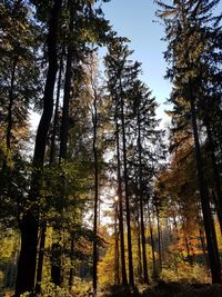 Low angle view of trees in forest during autumn