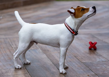 Dog looking away