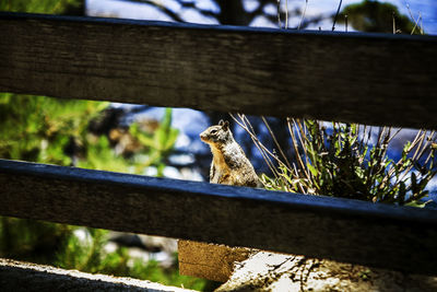 Low angle view of wooden fence