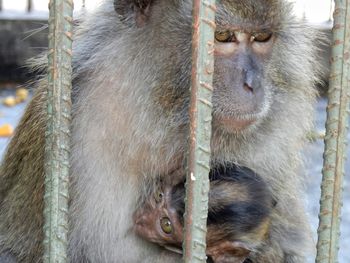 Close-up portrait of monkey with young one in cage