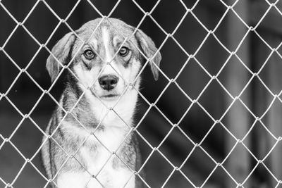 Portrait of dog seen through chainlink fence