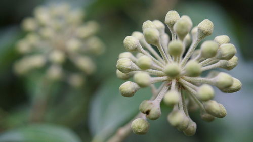 Close-up of flowering plant