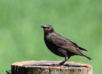 Close-up of bird perching on wood